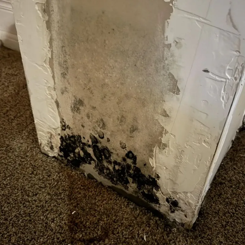 Professional Mold Removal in Smith County, KS